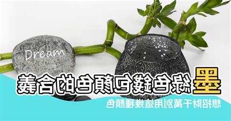 綠色錢包 風水